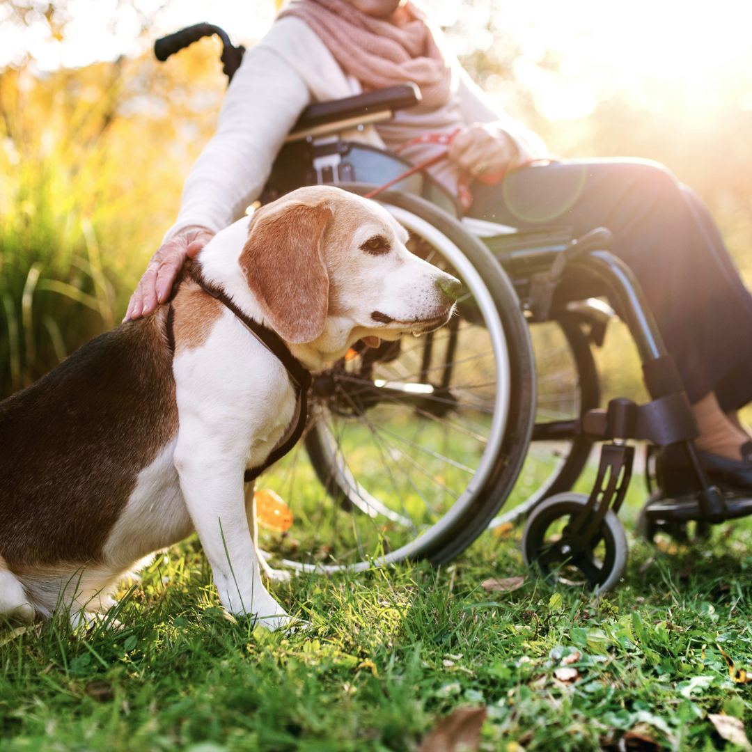 cherished pets donate now