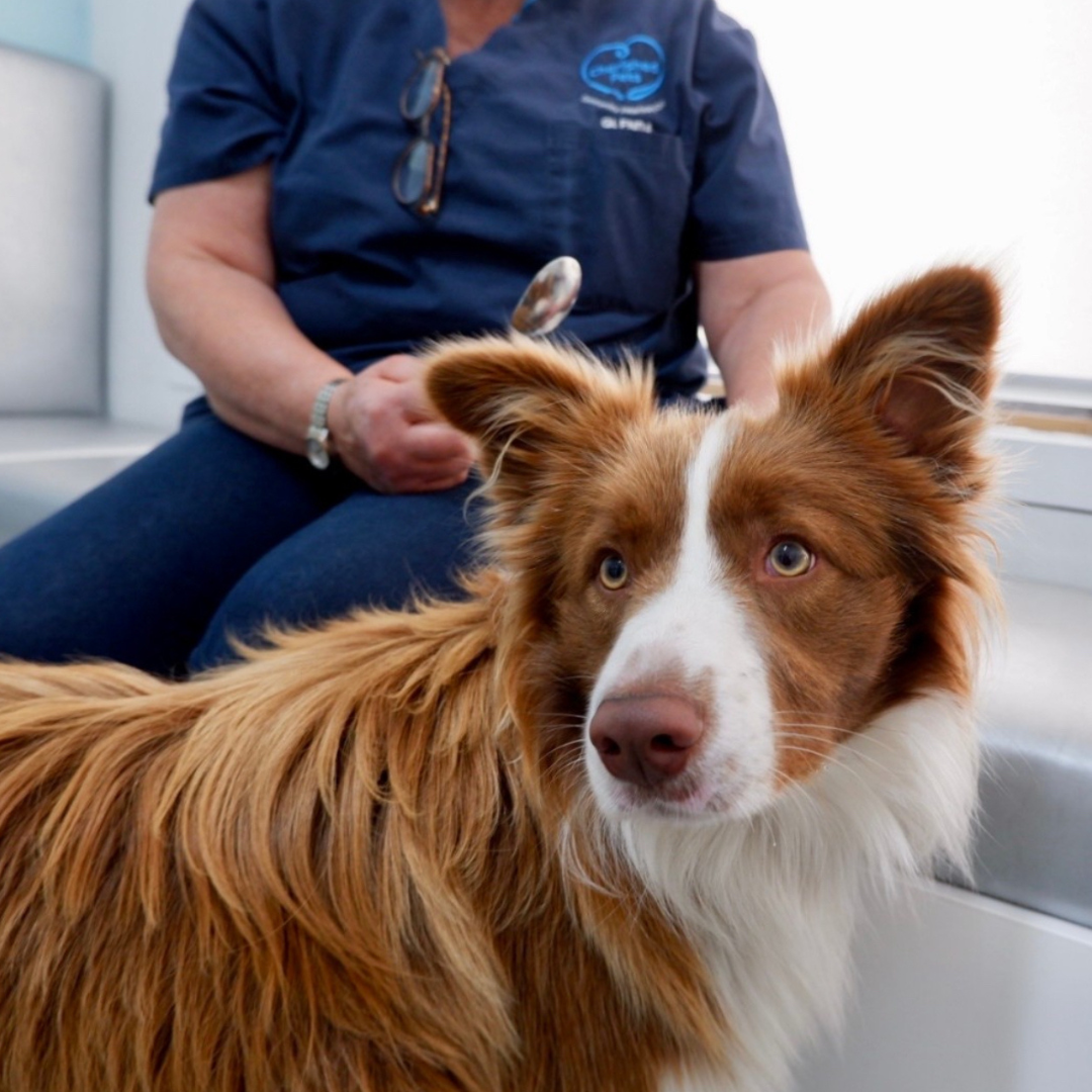 cherished pets social veterinary services human animal bond