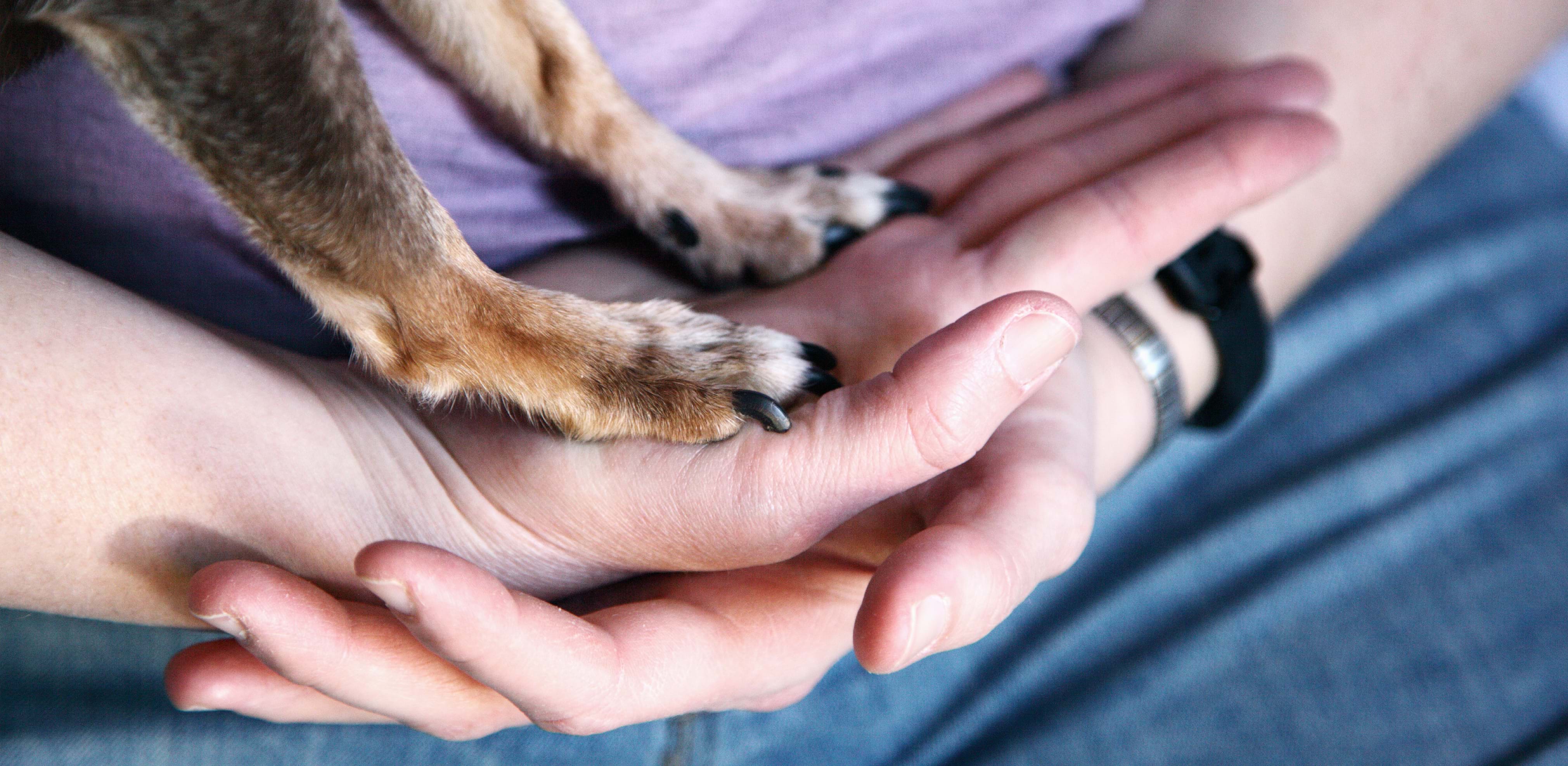 cherished pets veterinary social work