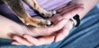 cherished pets veterinary social work